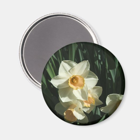 groep1 054 Narcissus Magneet (Voorkant / Achterkant)