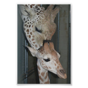 Groep 4X6 Afdrukken #4 Foto Afdruk