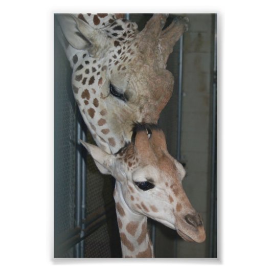 Groep 4X6 Afdrukken #4 Foto Afdruk (Voorkant)