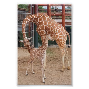 Groep 4X6 Afdrukken #8 Foto Afdruk