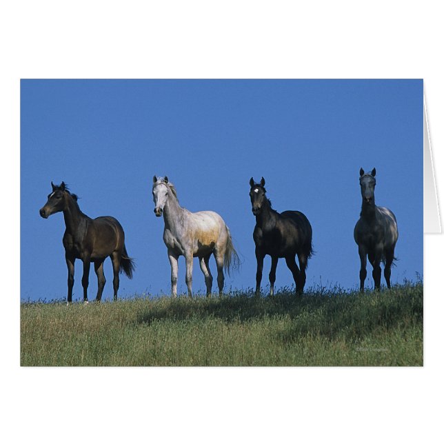 Groep Arabieren (Voorkant Horizontaal)