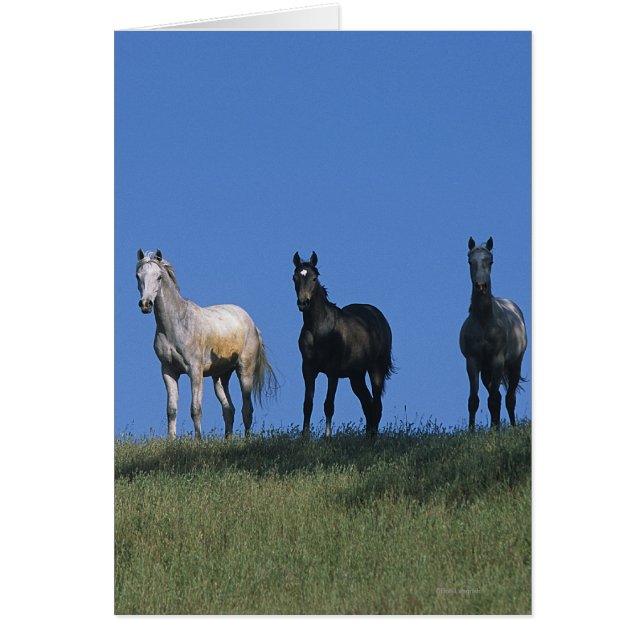 Groep Arabieren (Voorkant)