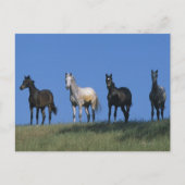 Groep Arabieren Briefkaart (Voorkant)