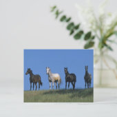 Groep Arabieren Briefkaart (Staand voorkant)