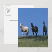 Groep Arabieren Briefkaart (Voorkant / Achterkant)