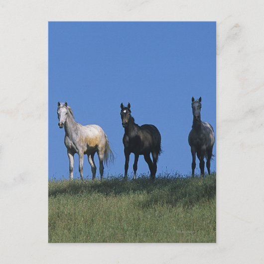 Groep Arabieren Briefkaart (Voorkant)