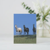 Groep Arabieren Briefkaart (Staand voorkant)