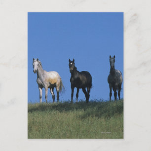 Groep Arabieren Briefkaart