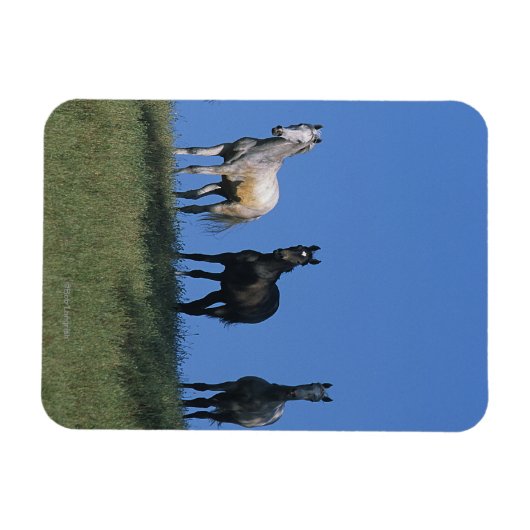 Groep Arabieren Magneet (Horizontaal)