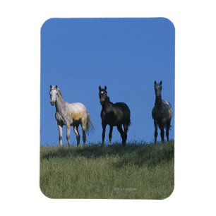 Groep Arabieren Magneet