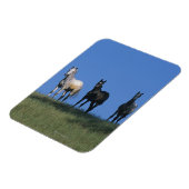 Groep Arabieren Magneet (Linkerzijde)