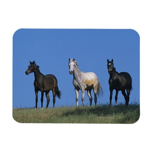 Groep Arabieren Magneet (Horizontaal)