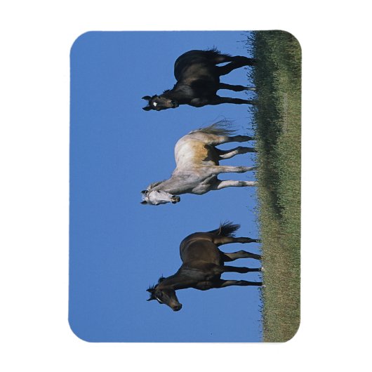 Groep Arabieren Magneet (Verticaal)