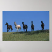 Groep Arabieren Poster (Voorkant)