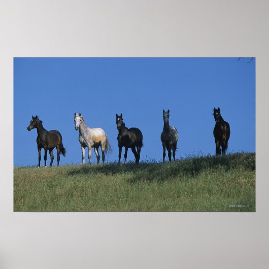 Groep Arabieren Poster (Voorkant)