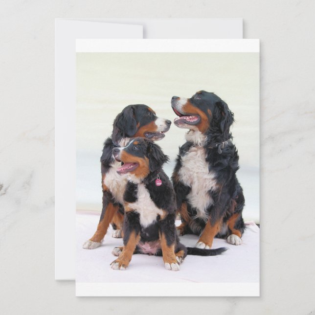 groep bernese-bernese-moundog (Voorkant)