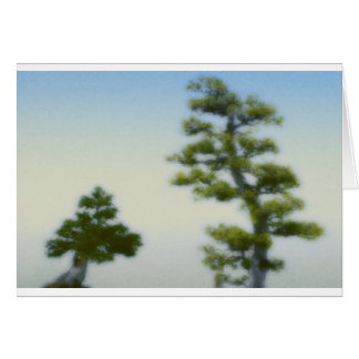 Groep Bonsai Pine Trees