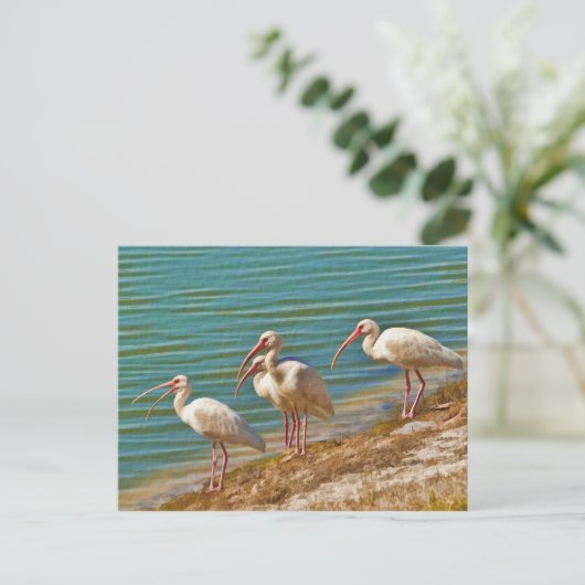 Groep Briefkaart Ibises (Staand voorkant)