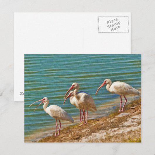 Groep Briefkaart Ibises (Voorkant / Achterkant)