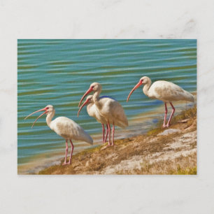 Groep Briefkaart Ibises