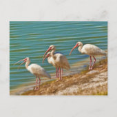 Groep Briefkaart Ibises (Voorkant)