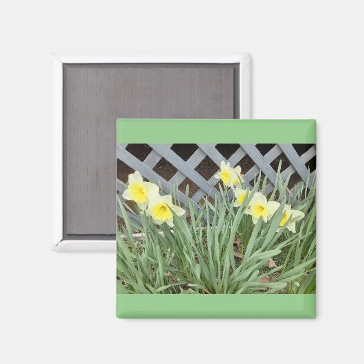 Groep Daffodils Magneet (Voorkant / Achterkant)