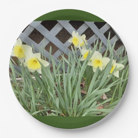 Groep Daffodils Papieren Bordje (Voorkant)