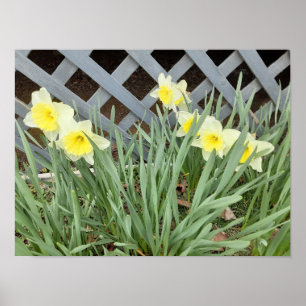 Groep Daffodils Poster