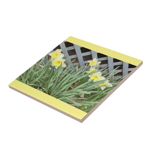 Groep Daffodils Tegeltje (Zijkant)
