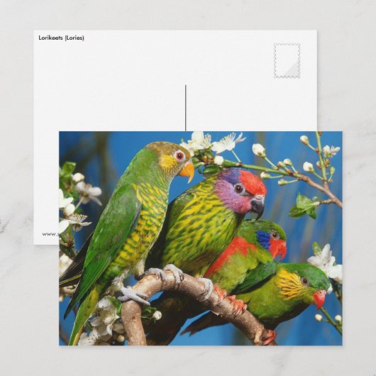 Groep der artikelen briefkaart (Voorkant / Achterkant)