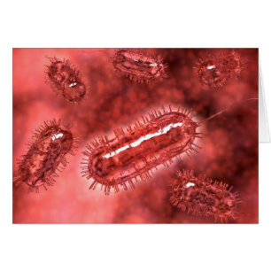 Groep Escherichia coli bacteriecellen 2