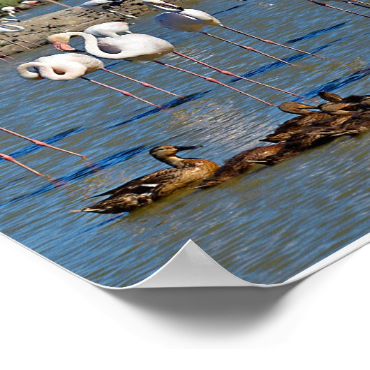 Groep flamingos en eenden in Camargue Poster (Hoek)
