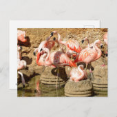 Groep flamingos en nesten in Camargue Feestdagenkaart (Voorkant / Achterkant)