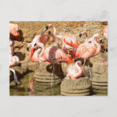 Groep flamingos en nesten in Camargue Feestdagenkaart (Voorkant)