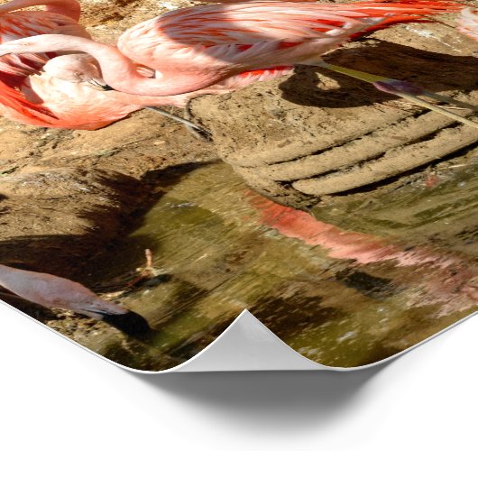 Groep flamingos en nesten in Camargue Poster (Hoek)