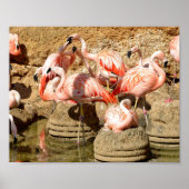 Groep flamingos en nesten in Camargue Poster (Voorkant)