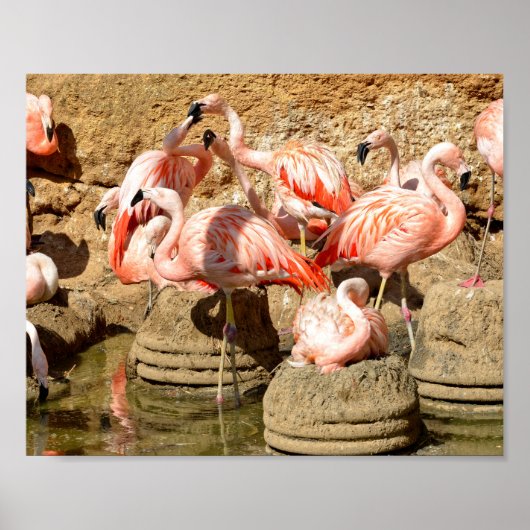 Groep flamingos en nesten in Camargue Poster (Voorkant)