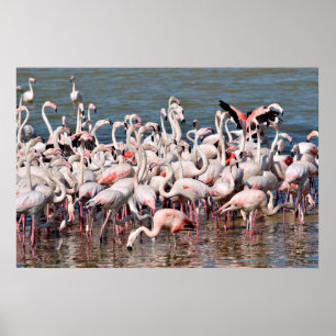 Groep flamingos poster