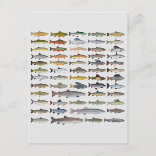 Groep forel, char, grijs, Hucho en Whitefish Briefkaart