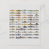 Groep forel, char, grijs, Hucho en Whitefish Briefkaart (Voorkant)