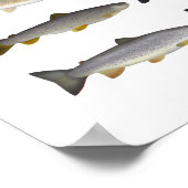 Groep forel, char, grijs, Hucho en Whitefish Poster (Hoek)