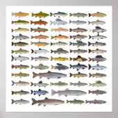 Groep forel, char, grijs, Hucho en Whitefish Poster (Voorkant)