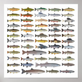 Groep forel, char, grijs, Hucho en Whitefish Poster