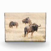 Groep foto van de wildebeest (Voorkant)