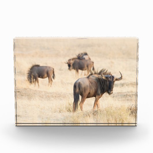Groep foto van de wildebeest (Voorkant)