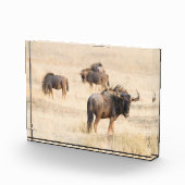 Groep foto van de wildebeest (Rechts)