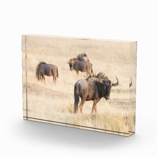 Groep foto van de wildebeest (Rechts)