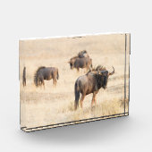 Groep foto van de wildebeest (Links)