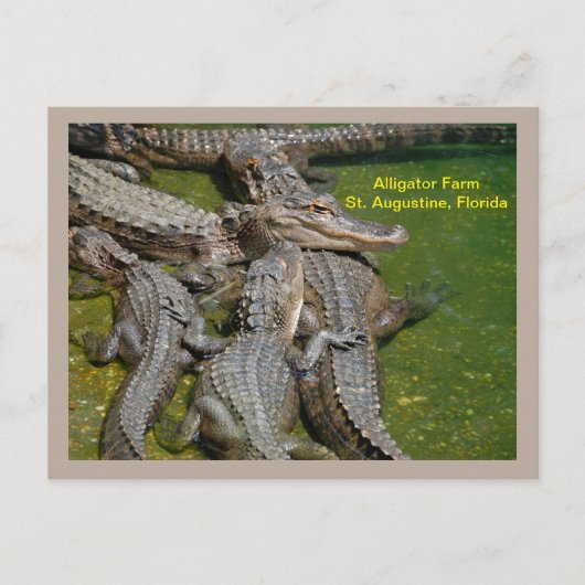 Groep gators bij alligator boerderij feestdagenkaart (Voorkant)