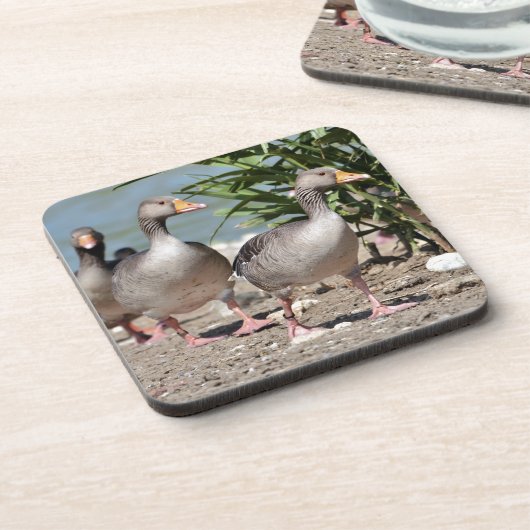 Groep grauwe ganzen loopt bier onderzetter (Linkerzijde)